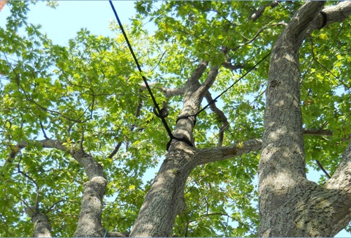 Tree Support system