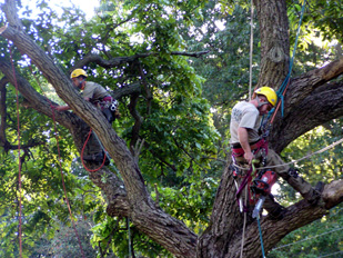 Tree Removal Services
