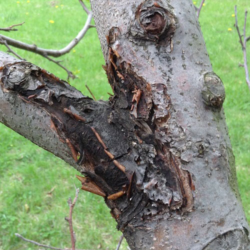 Plant Health Care Reading PA - Tree Wellness