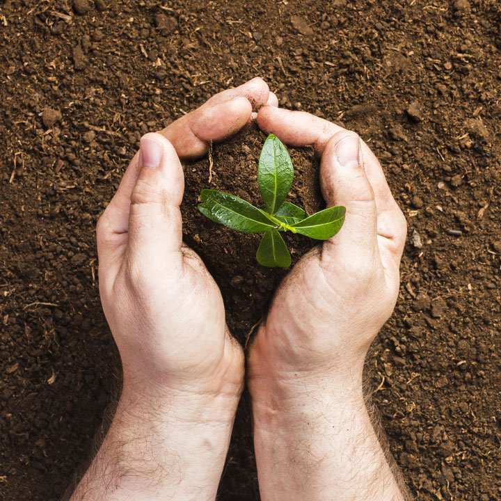 Plant Health Care Reading PA - Tree Wellness