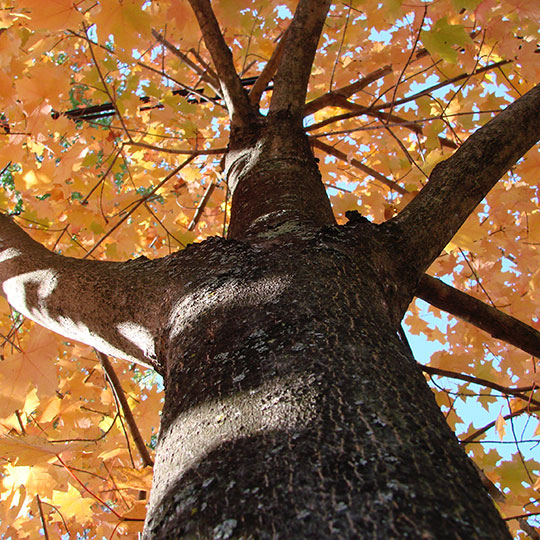tree service Reading PA