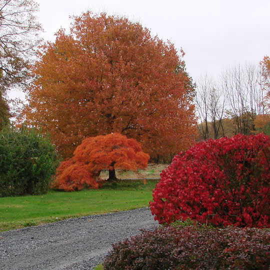 Plant Health Care Reading PA - Tree Wellness