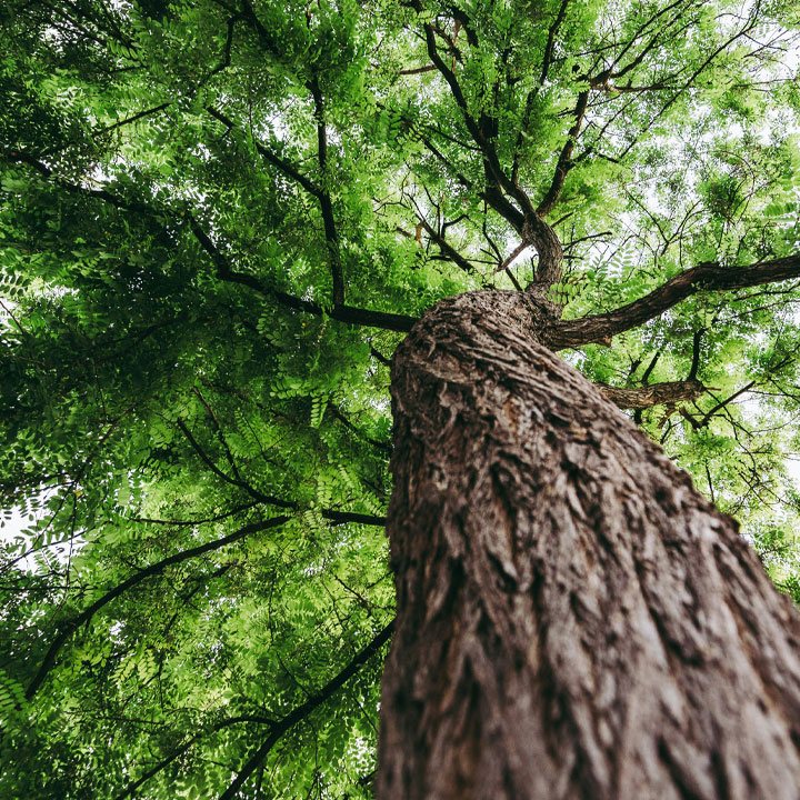 Professional tree service Reading PA - Wolf Tree Specialists