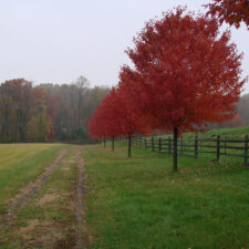 Privacy Policy and data protection - Wolf Tree Specialists Reading PA